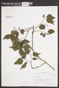 Celtis laevigata image