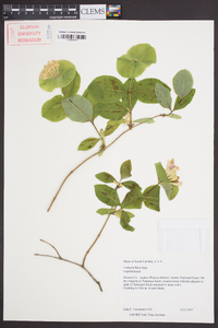 Lonicera flava image