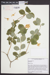 Lonicera flava image