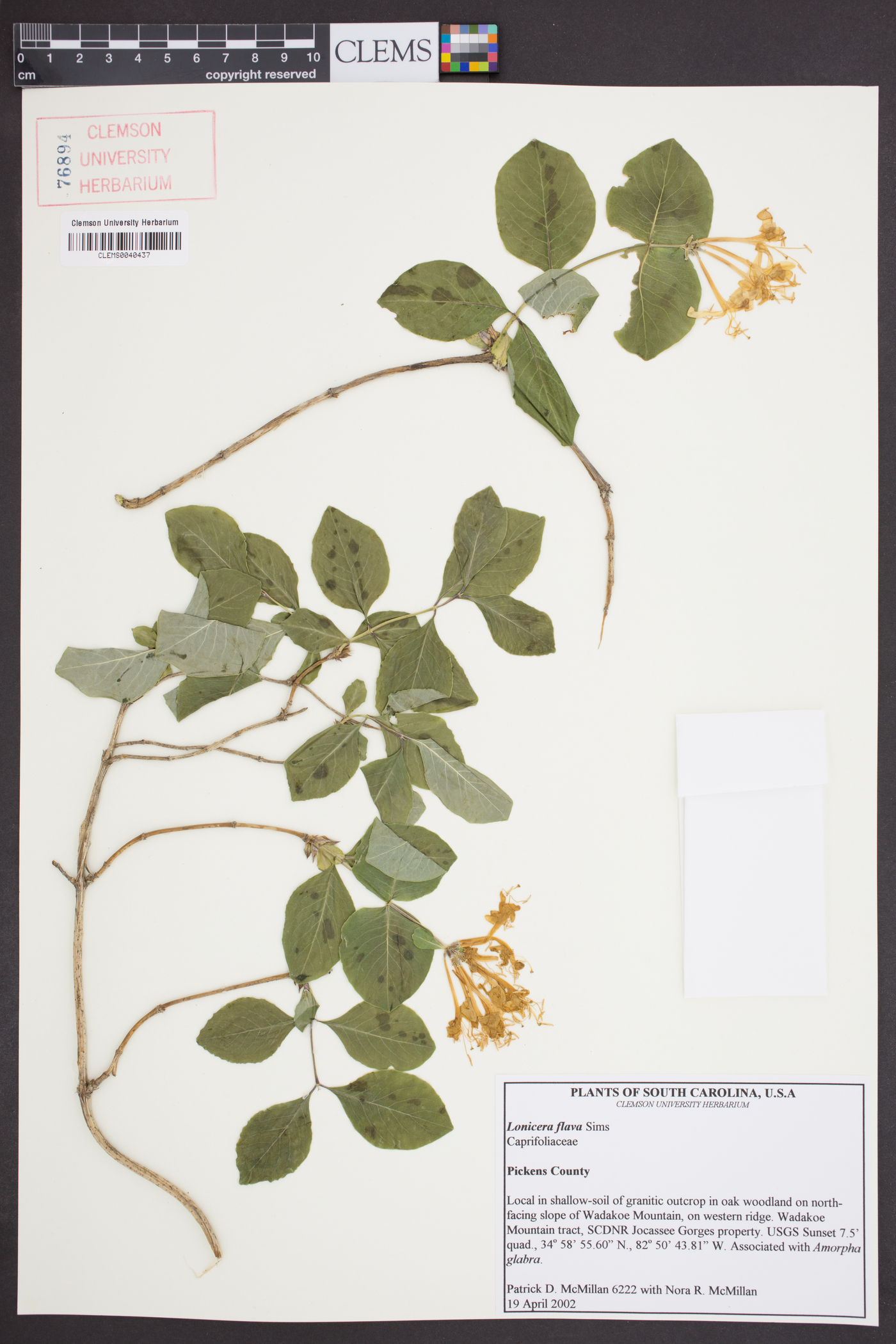 Lonicera flava image