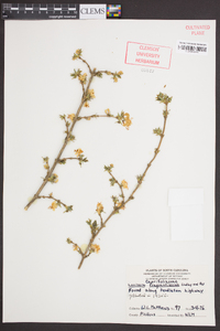 Lonicera fragrantissima image