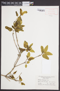 Lonicera canadensis image