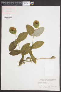 Lonicera dioica image