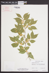 Lonicera maackii image