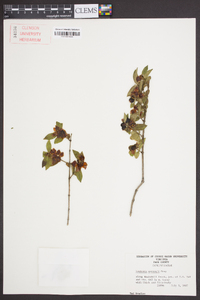 Lonicera morrowii image