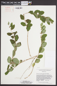 Symphoricarpos orbiculatus image