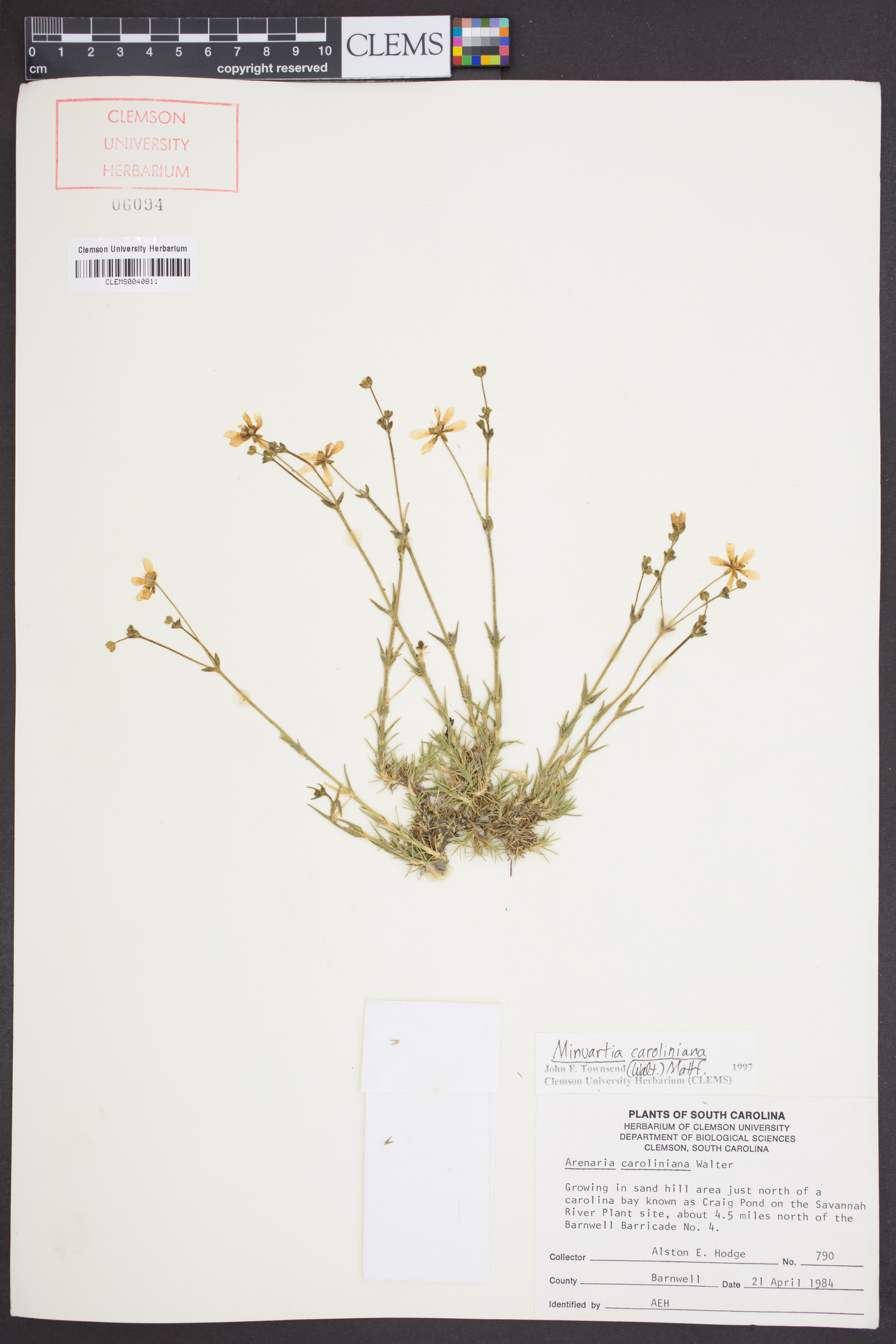 Sabulina caroliniana image
