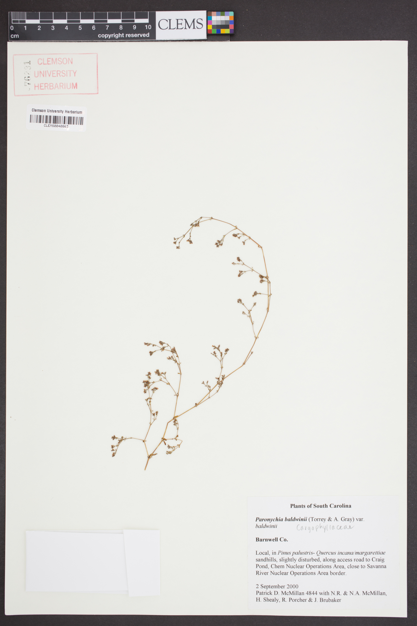 Paronychia americana image