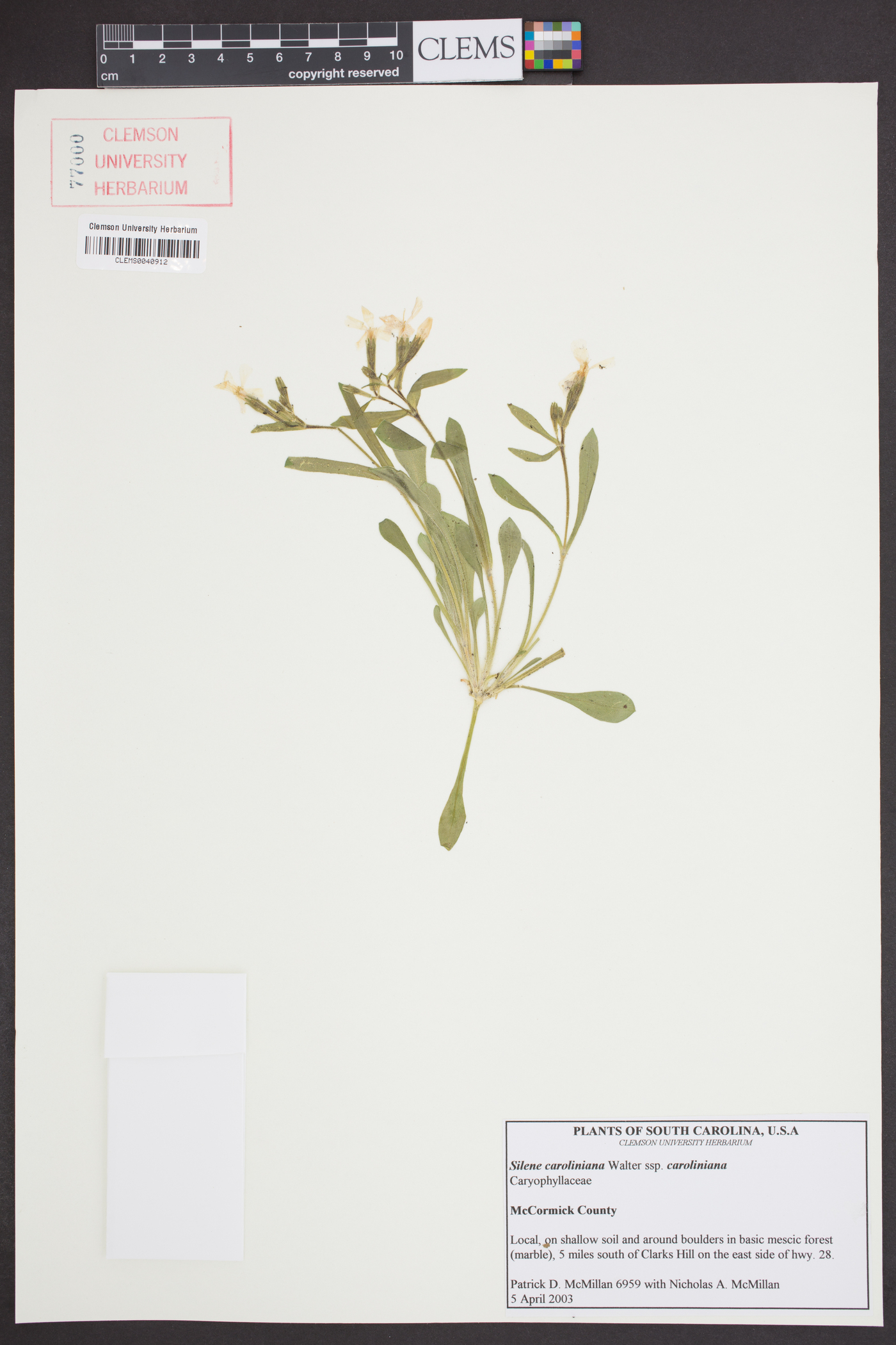 Silene caroliniana image