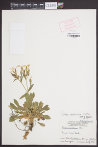 Silene caroliniana image