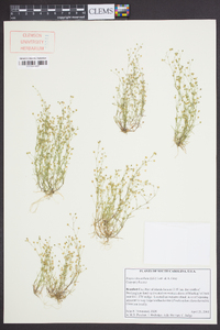 Sagina decumbens image