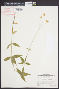 Silene stellata image