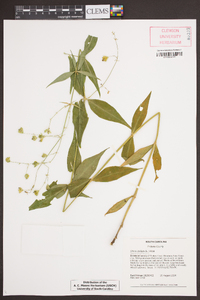 Silene stellata image