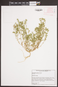 Scleranthus annuus image