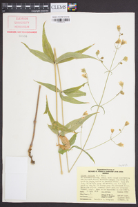 Silene stellata image