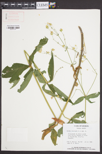 Silene stellata image