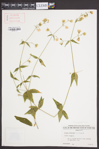 Silene stellata image