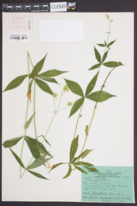 Silene stellata image