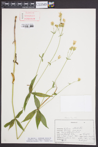 Silene stellata image