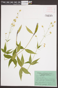 Silene stellata image