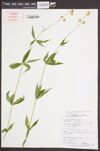 Silene stellata image