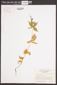 Silene stellata image