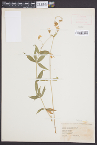 Silene stellata image