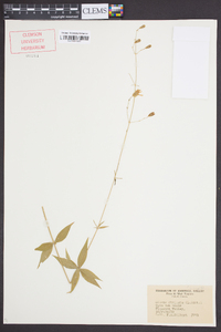 Silene stellata image