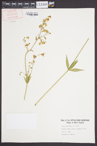 Silene stellata image