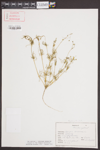 Spergula arvensis image