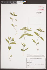 Stellaria pubera image