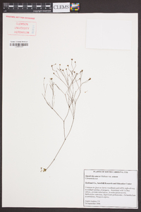 Stipulicida setacea image