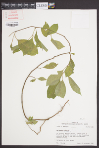 Celastrus scandens image