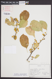 Celastrus scandens image