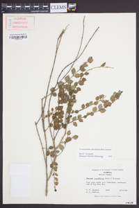 Crossopetalum ilicifolium image