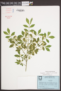 Euonymus alatus image