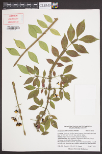 Euonymus alatus image