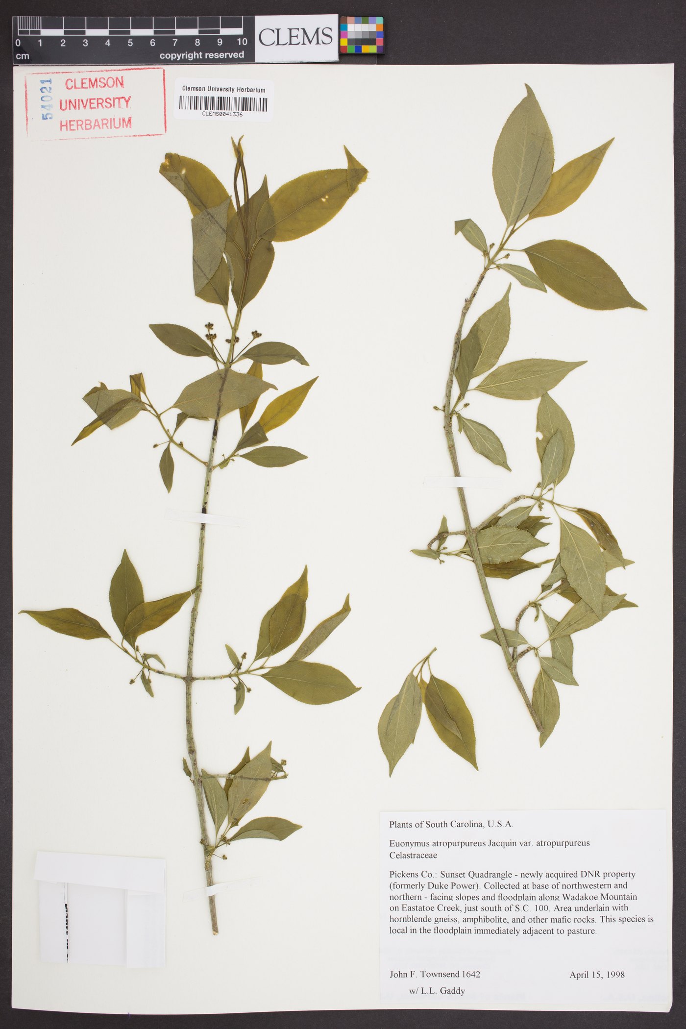 Euonymus atropurpureus var. atropurpureus image