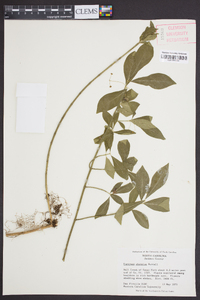 Euonymus obovatus image