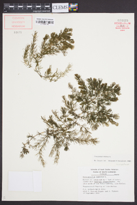 Ceratophyllum demersum image