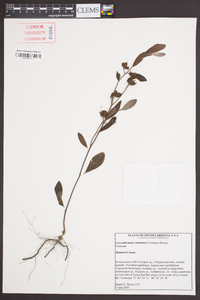 Crocanthemum canadense image