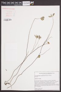 Helianthemum corymbosum image