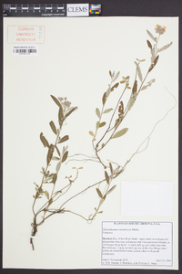 Helianthemum corymbosum image