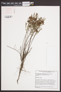 Helianthemum corymbosum image