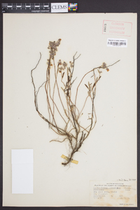 Helianthemum corymbosum image