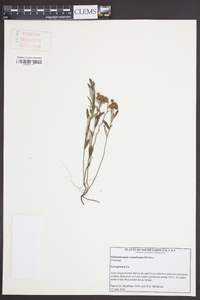 Helianthemum corymbosum image