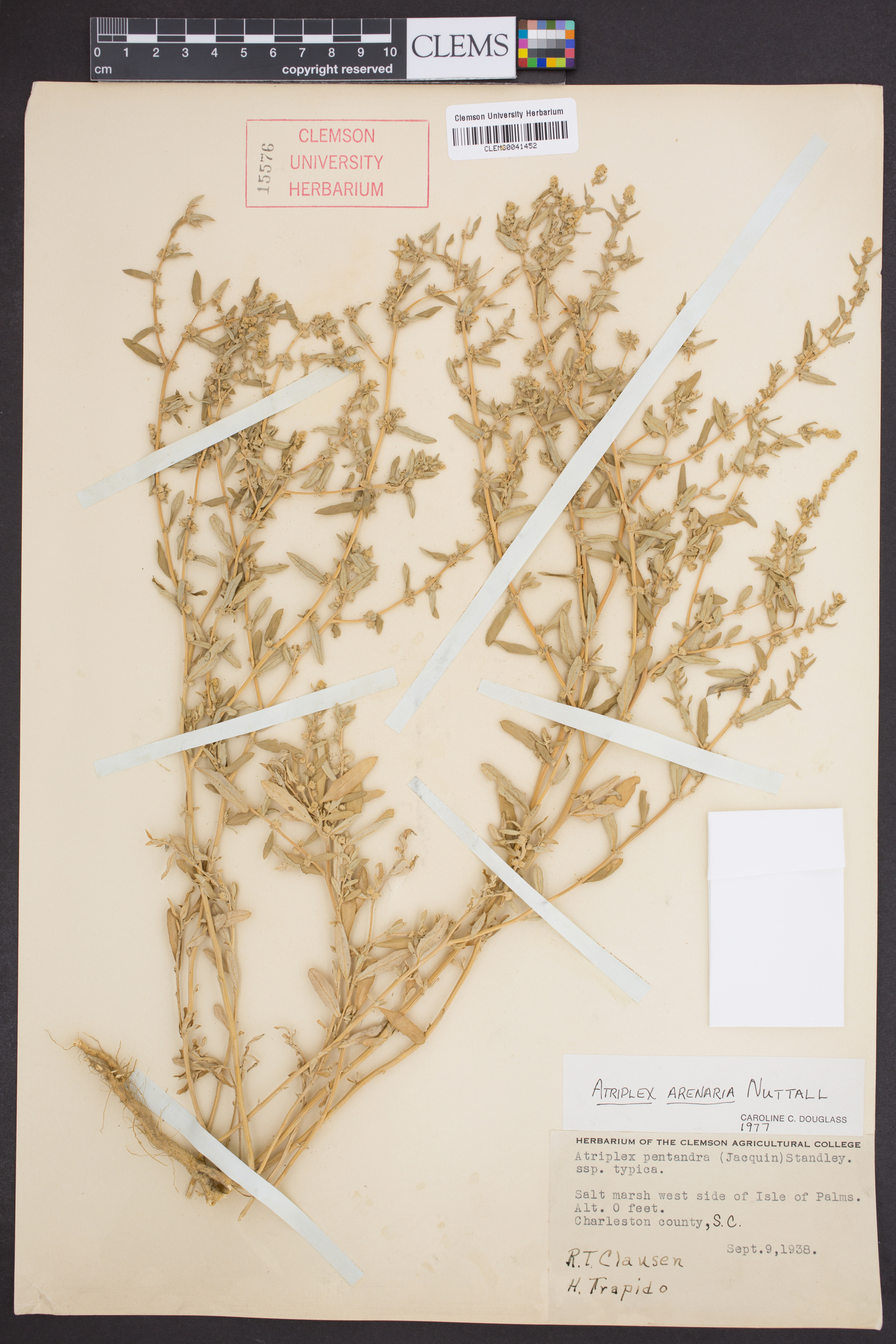 Atriplex arenaria image