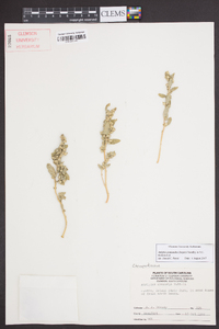 Atriplex pentandra image