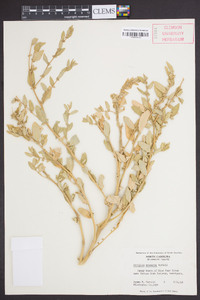 Atriplex arenaria image