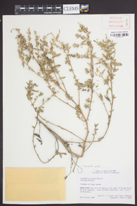 Atriplex arenaria image